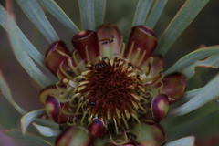 Protea acuminata
