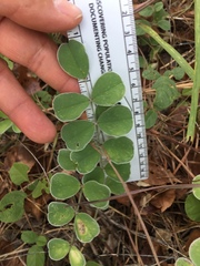 Tephrosia lindheimeri