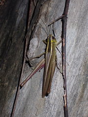 Acrididae
