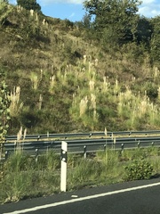 Cortaderia selloana