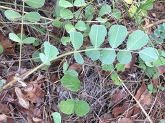Tephrosia lindheimeri