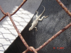Tarapaca Pacific Iguana photo 4