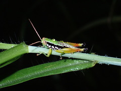 Acrididae