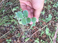 Tephrosia lindheimeri