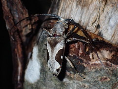 Paraleprodera triangularis