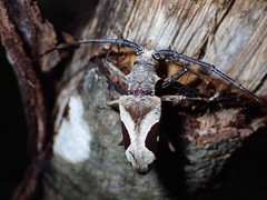 Paraleprodera triangularis