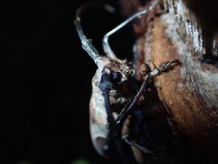 Paraleprodera triangularis