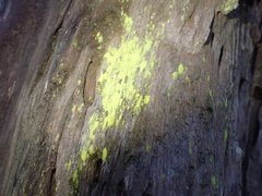 Chrysothrix