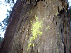 Chrysothrix