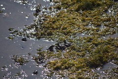 Euphlyctis hexadactyla