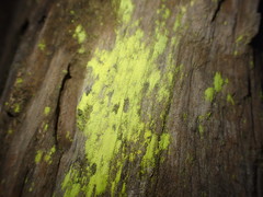 Chrysothrix