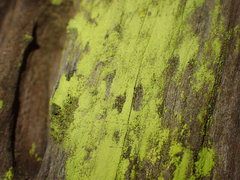 Chrysothrix