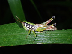 Acrididae