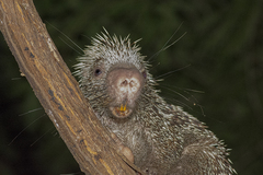 Coendou longicaudatus
