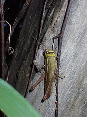 Acrididae