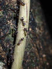Dolichoderus