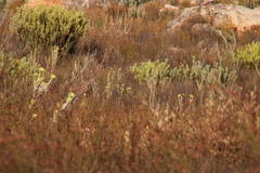 Leucadendron nitidum