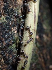 Dolichoderus