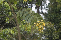 Cassiinae