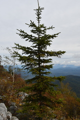 Picea jezoensis jezoensis