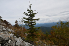 Picea jezoensis jezoensis