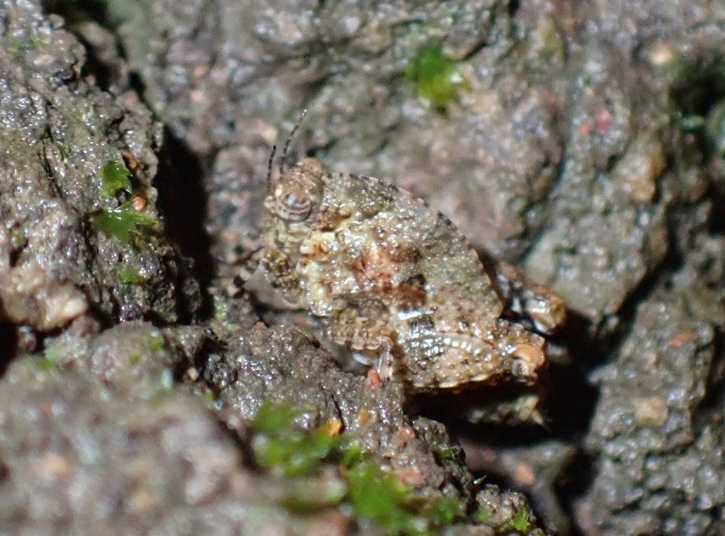 Tuberfemurus