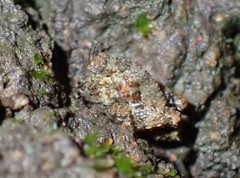 Tuberfemurus kanokwanae