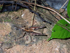Acrididae