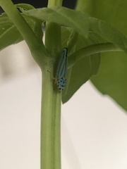 Graphocephala atropunctata