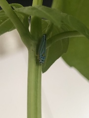 Graphocephala atropunctata