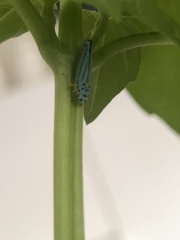 Graphocephala atropunctata