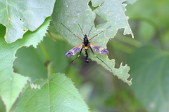 Pselliophora flavibasis