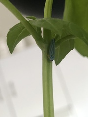 Graphocephala atropunctata