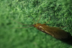Anabolia