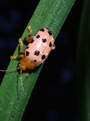 Podontia quatuordecimpunctata