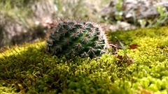 Mammillaria jaliscana jaliscana