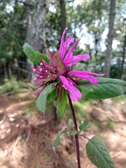 Monarda bartlettii