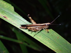 Acrididae