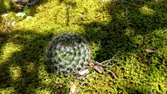 Mammillaria jaliscana jaliscana