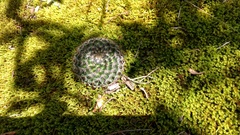 Mammillaria jaliscana jaliscana