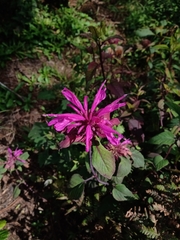 Monarda bartlettii