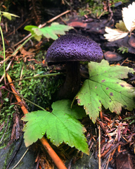 Cortinarius