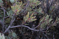 Protea pendula