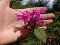 Monarda bartlettii