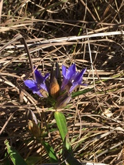 Gentiana puberulenta