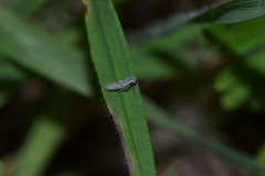 Macrosteles laevis