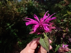 Monarda bartlettii