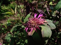 Monarda bartlettii