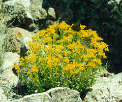 Gutierrezia spathulata