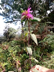 Monarda bartlettii